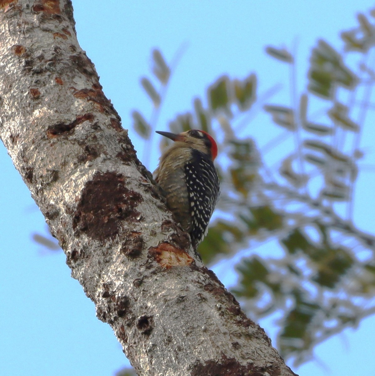 Black-cheeked Woodpecker - bill belford