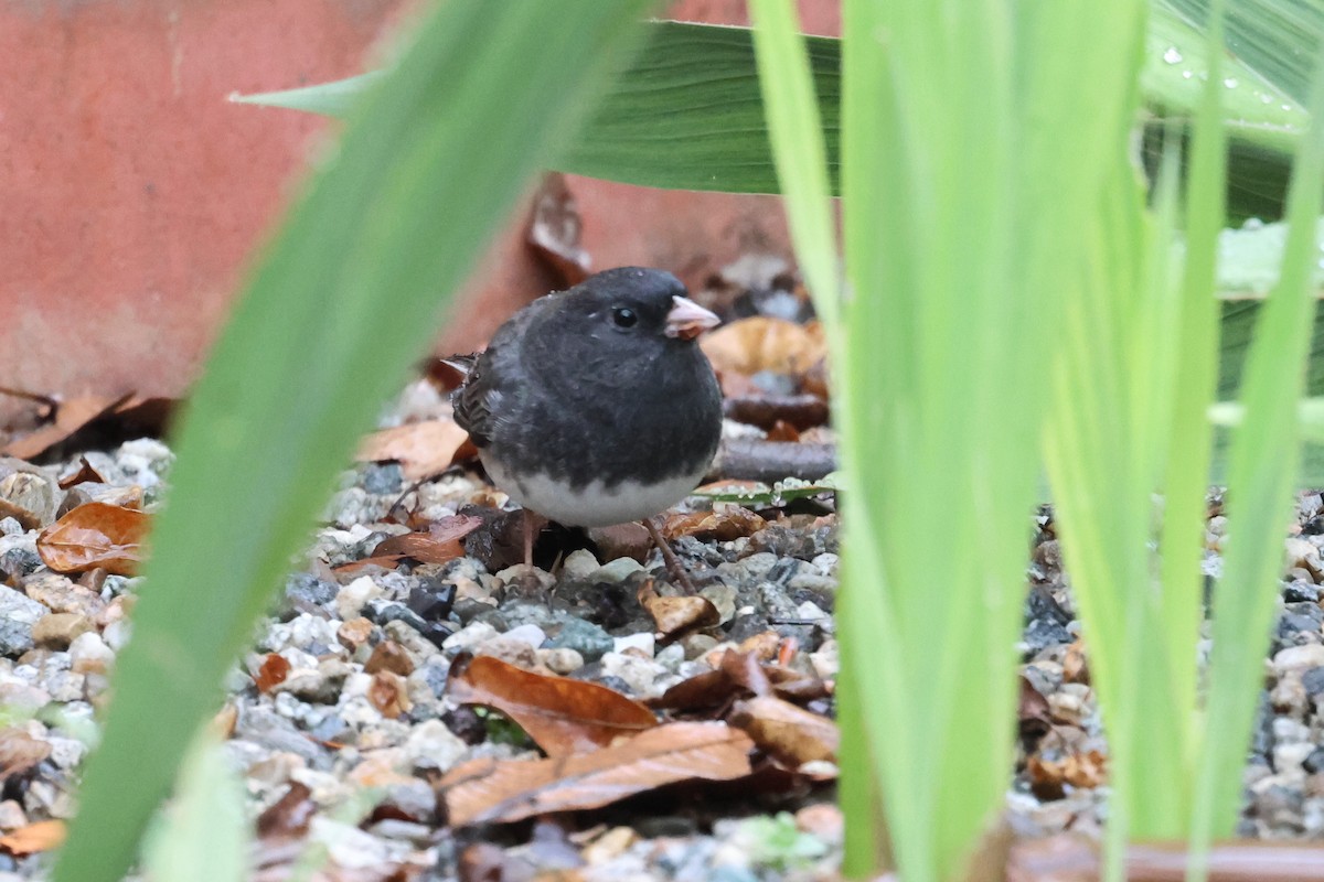 Dark-eyed Junco (Slate-colored) - ML615761918