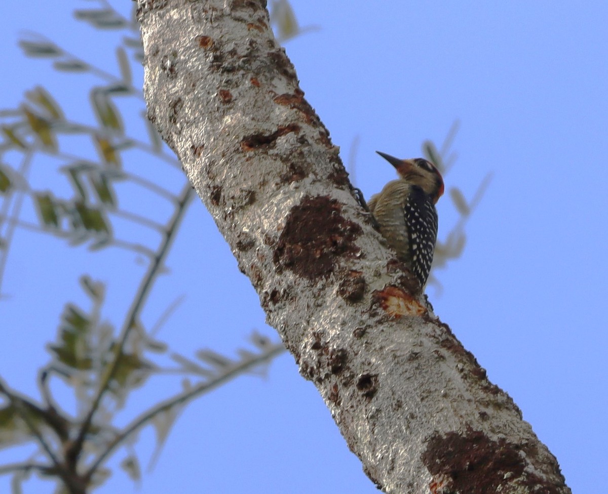 Black-cheeked Woodpecker - bill belford