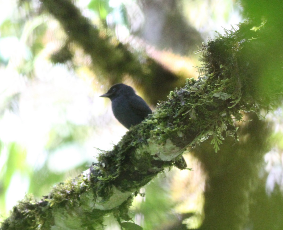 Bedford's Paradise-Flycatcher - ML615761958