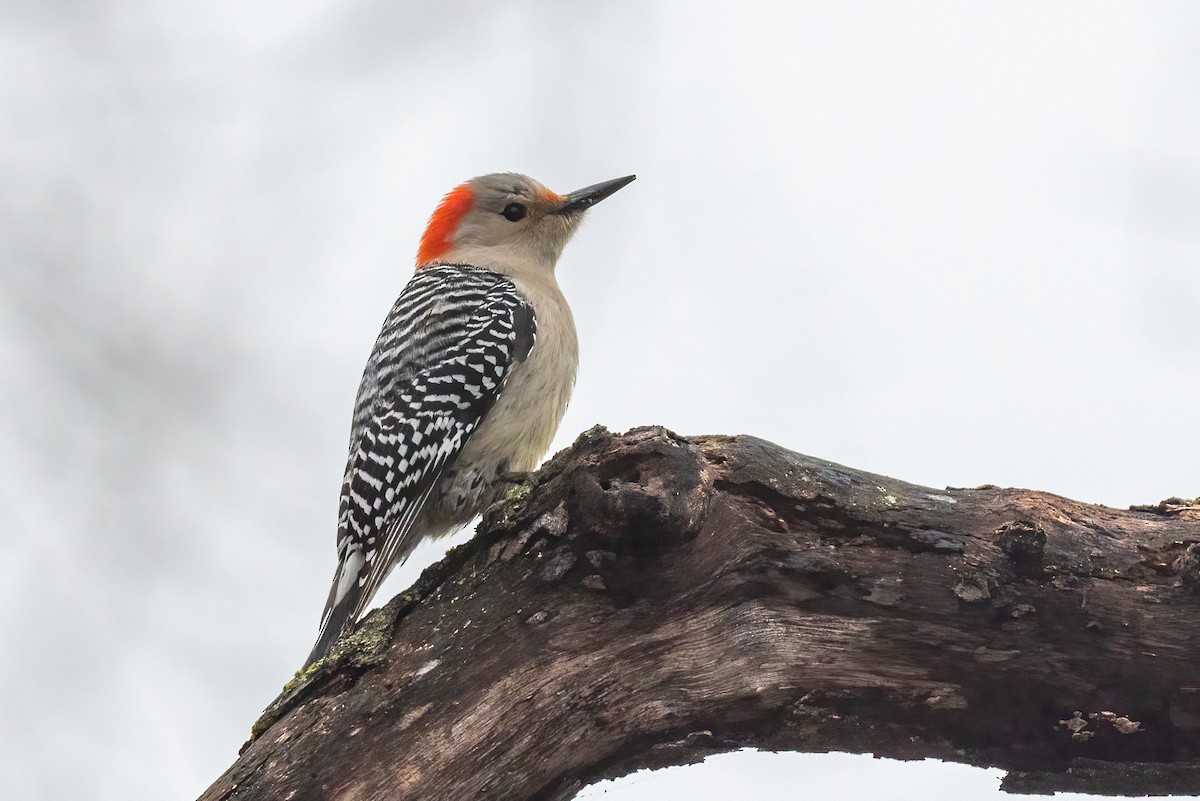 Red-bellied Woodpecker - Kayann Cassidy