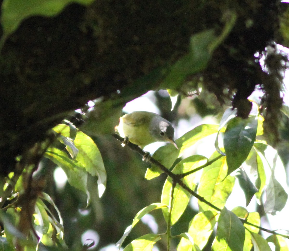 Gray-headed Sunbird - ML615761984