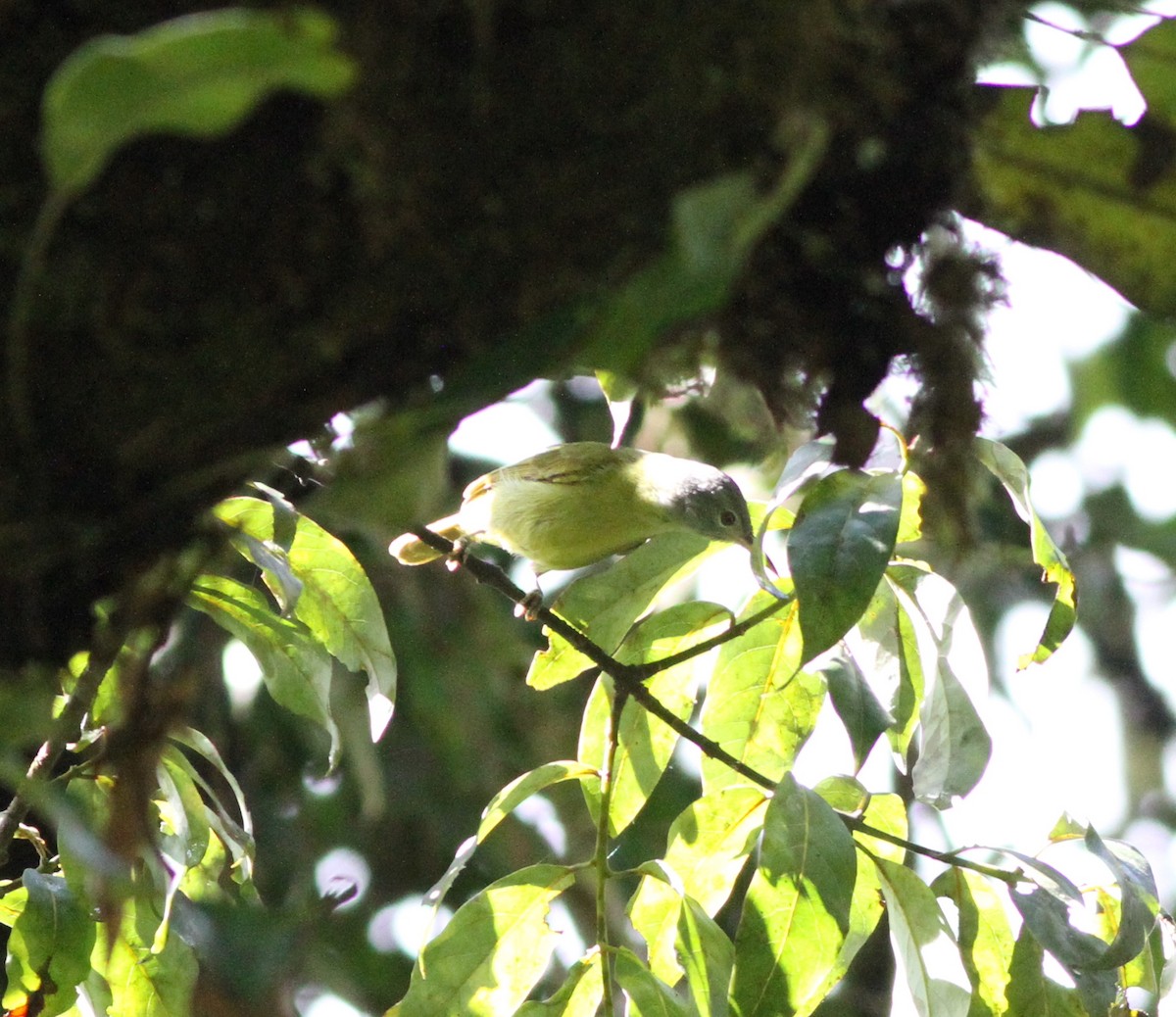 Gray-headed Sunbird - ML615761985