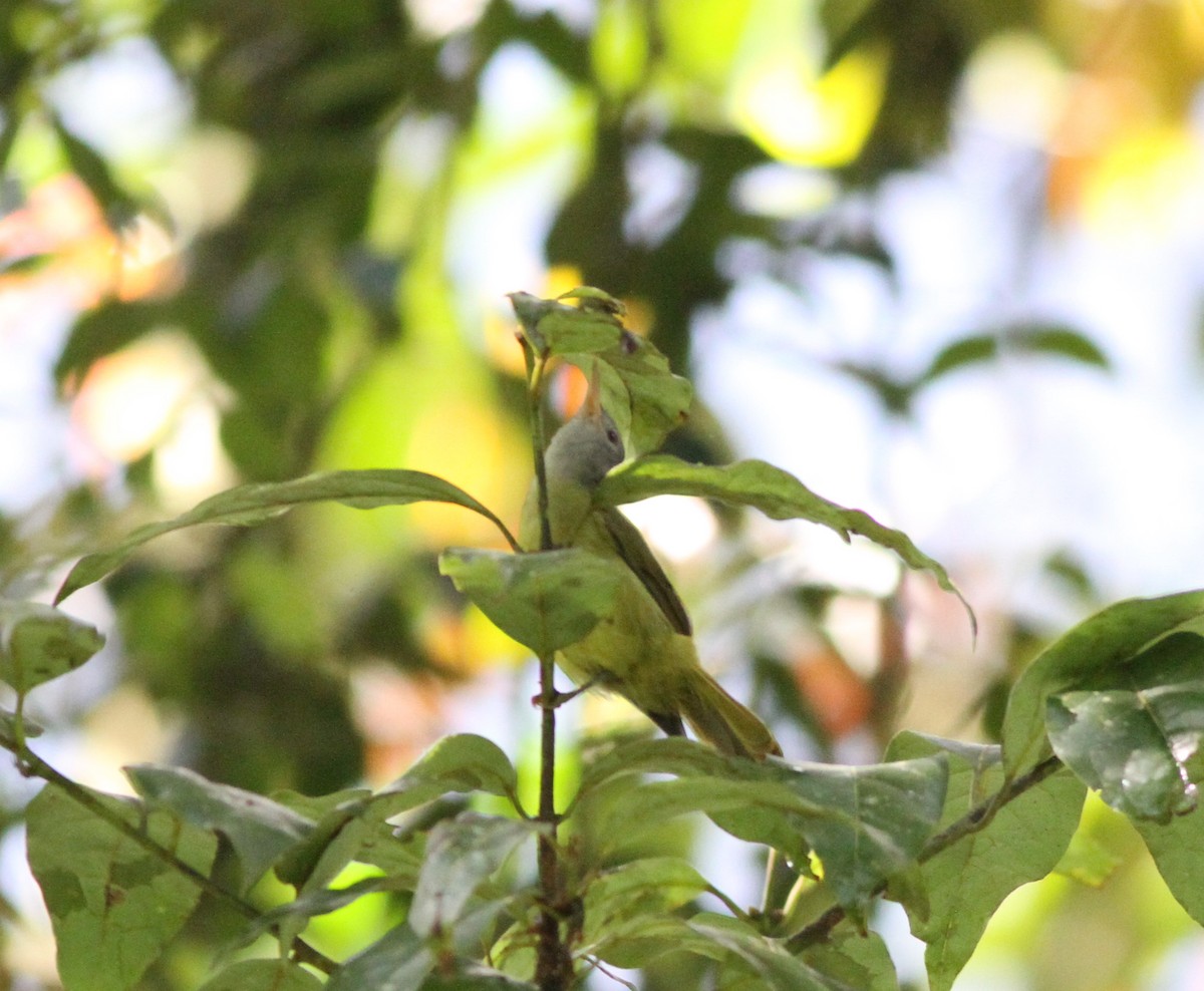 Gray-headed Sunbird - ML615761987