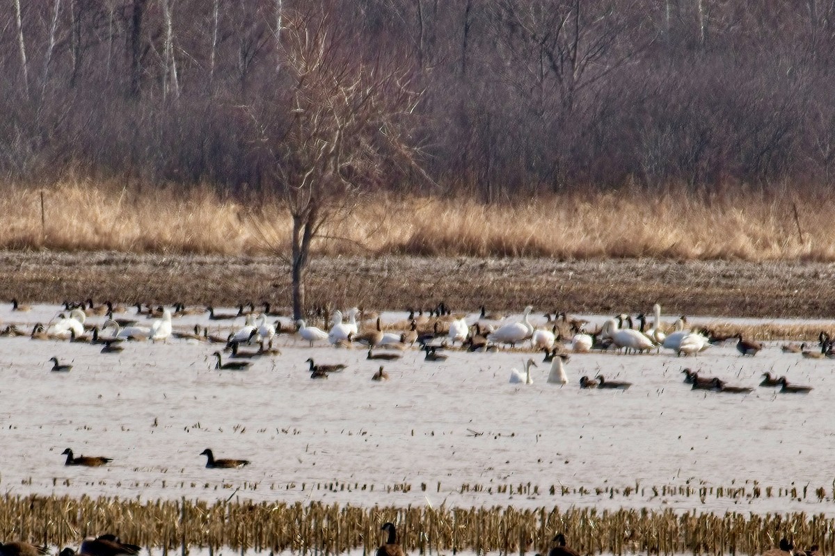 Tundra Swan - Normand Laplante