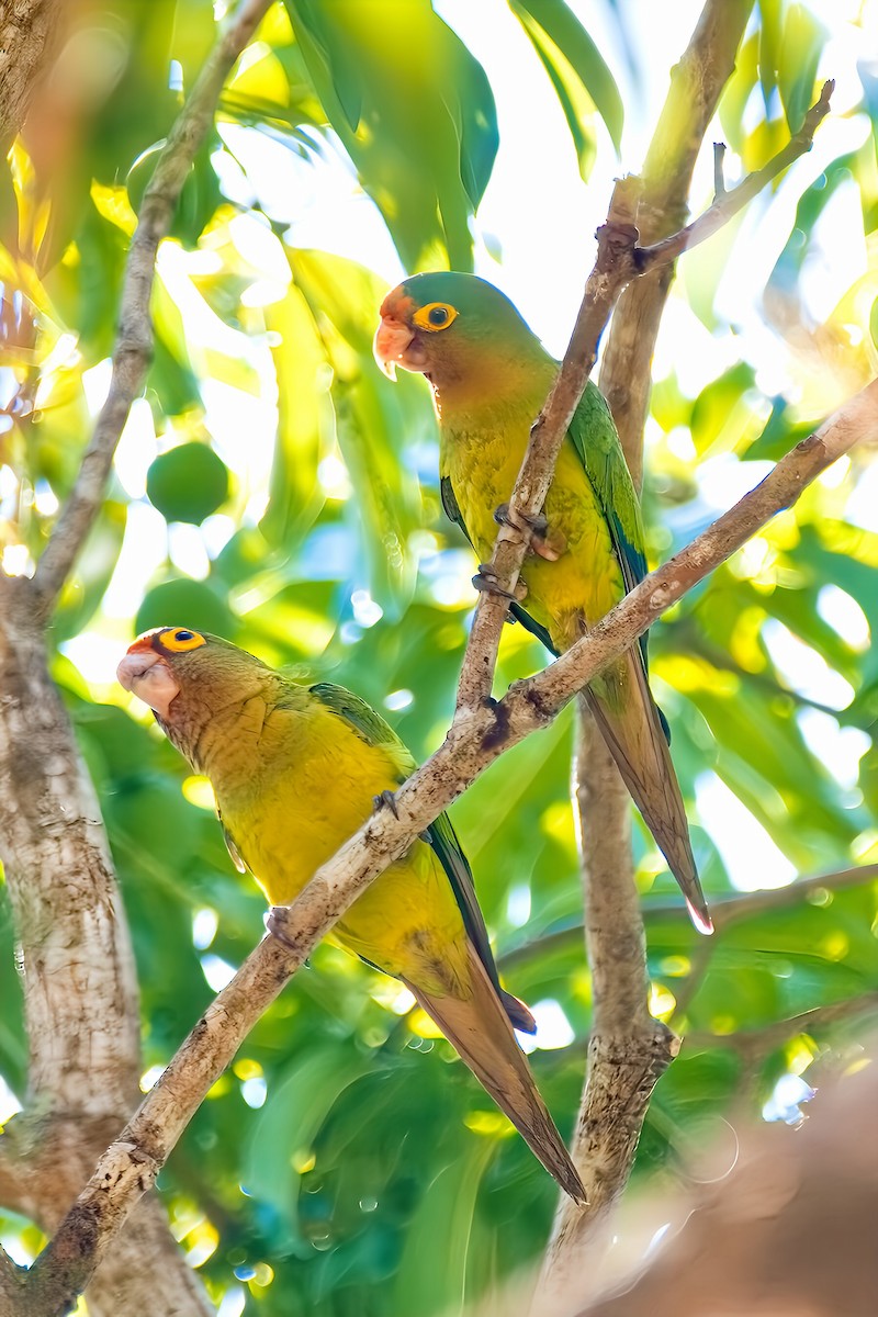 Orange-fronted Parakeet - ML615762035