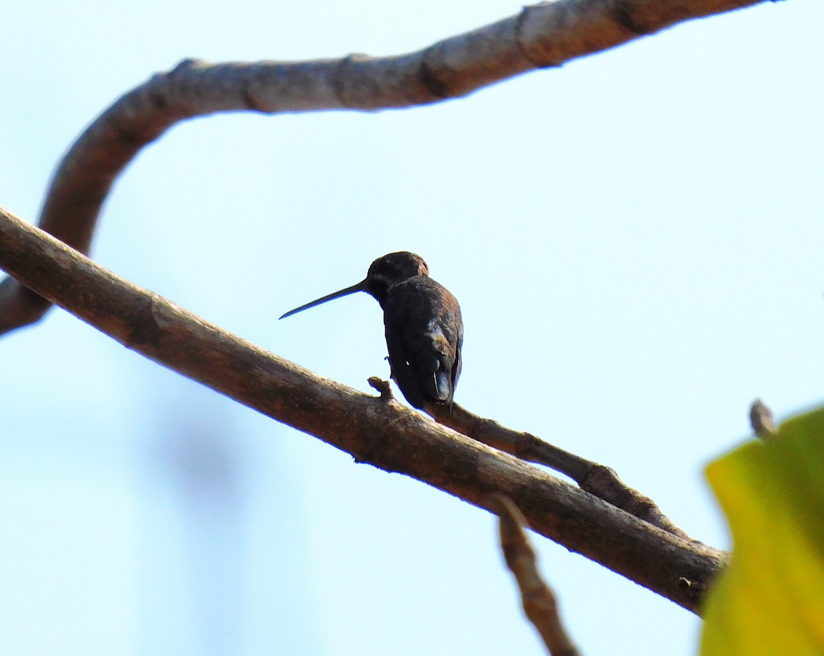 Long-billed Starthroat - ML615762039