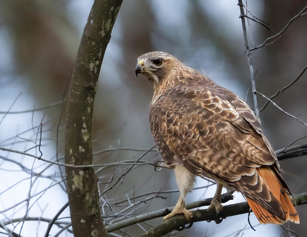 Red-tailed Hawk - ML615762071