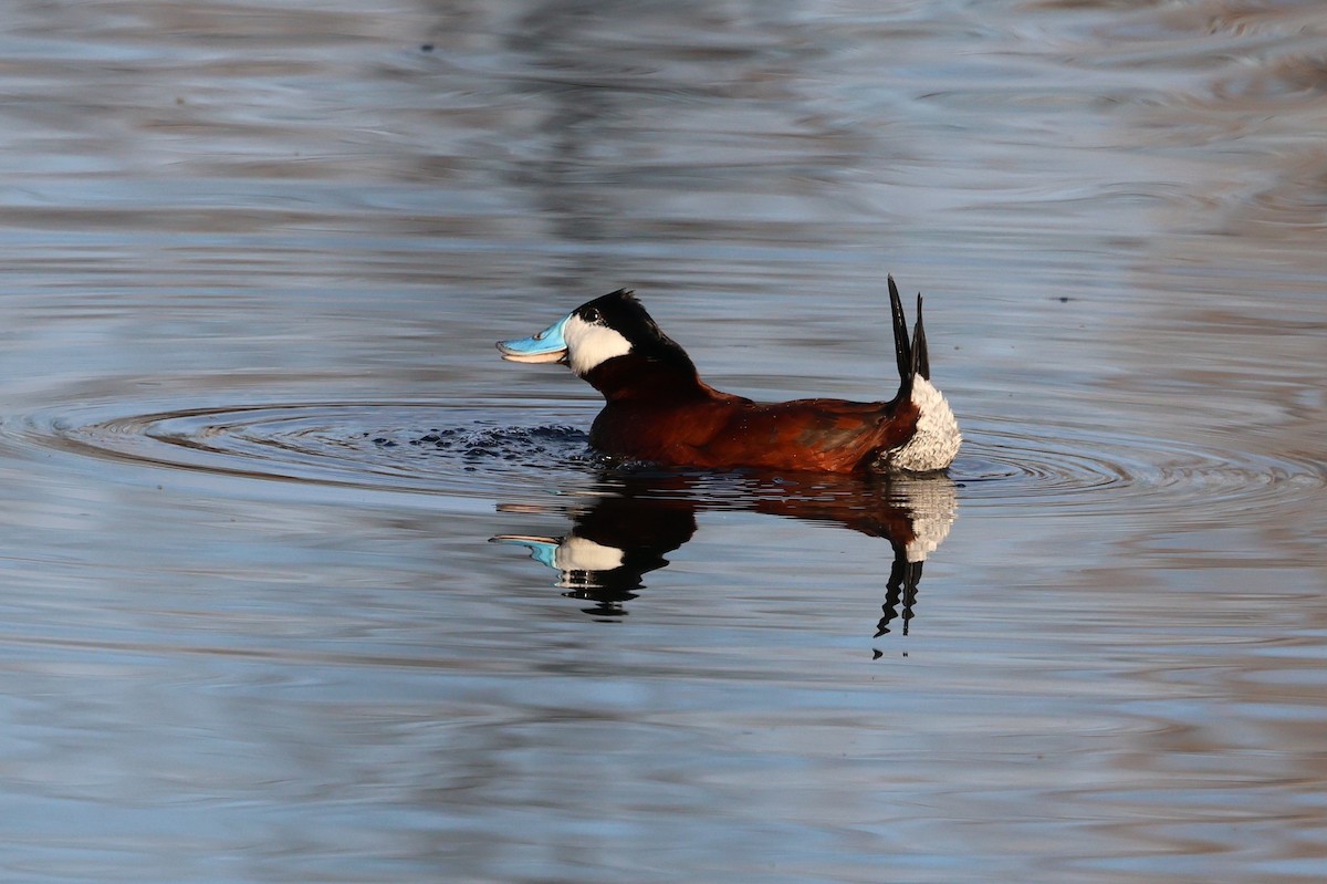 Ruddy Duck - ML615762118