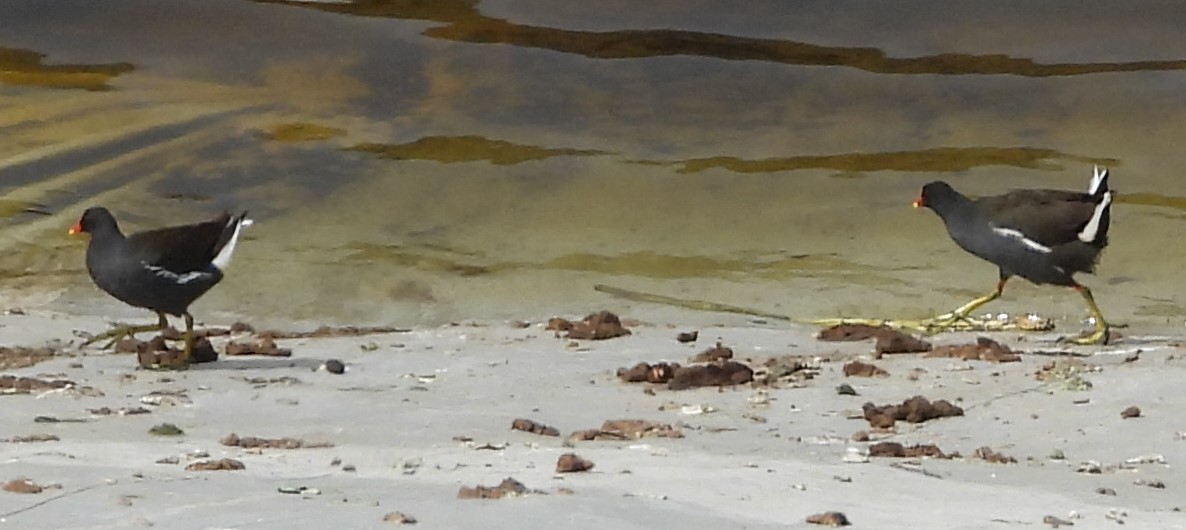 Eurasian Moorhen - ML615762131