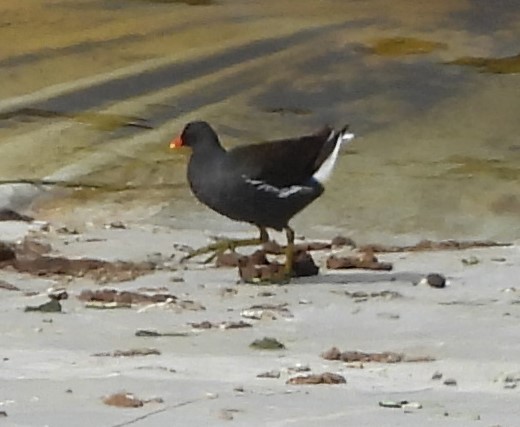 Eurasian Moorhen - ML615762132