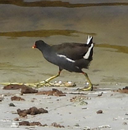 Eurasian Moorhen - ML615762133