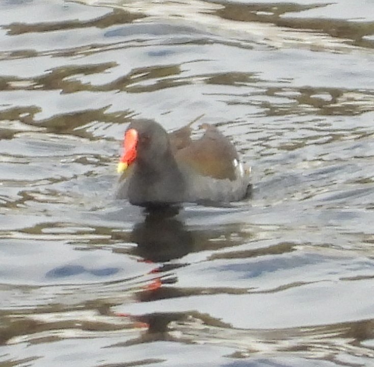 Eurasian Moorhen - ML615762134
