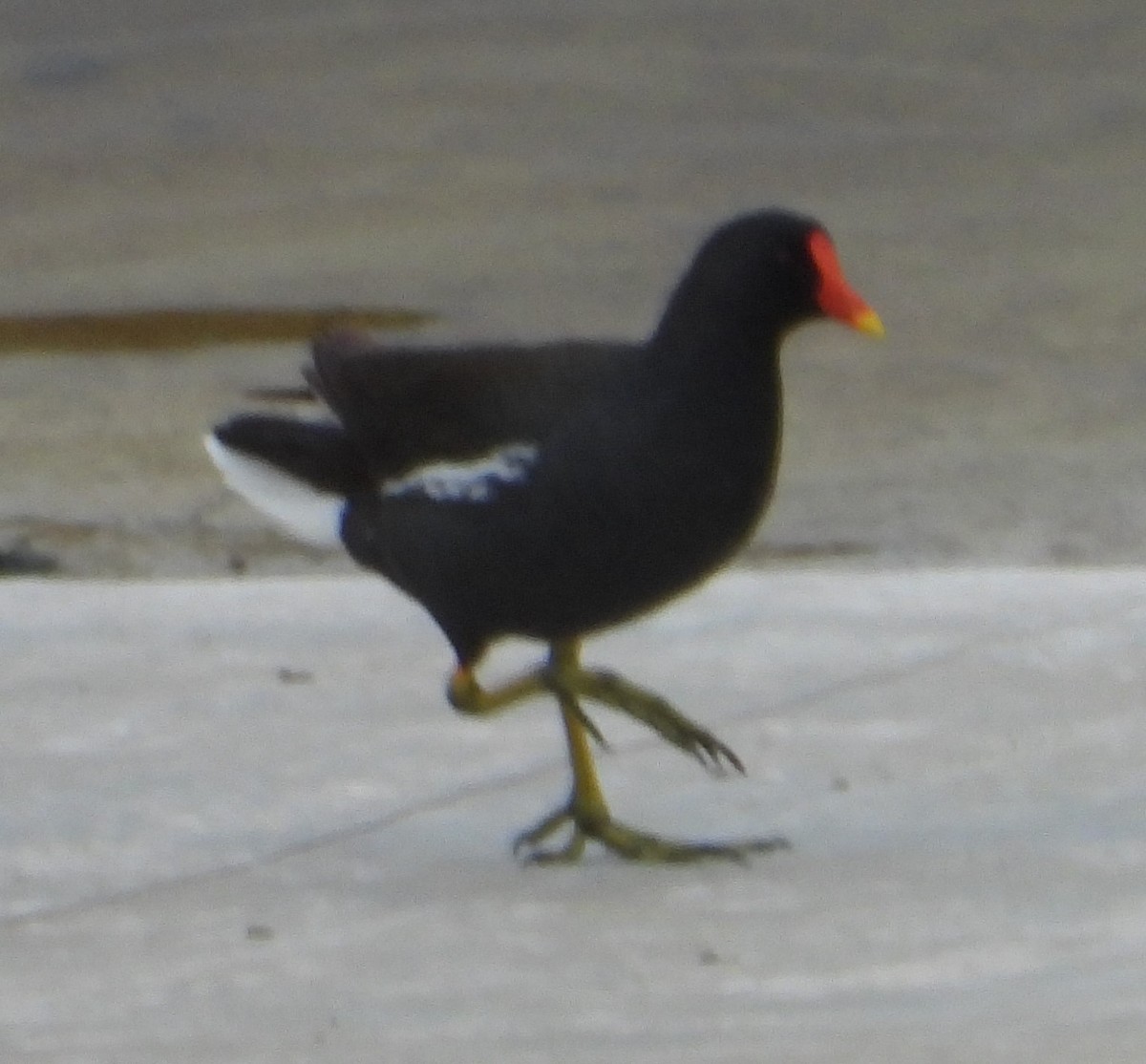 Eurasian Moorhen - ML615762135