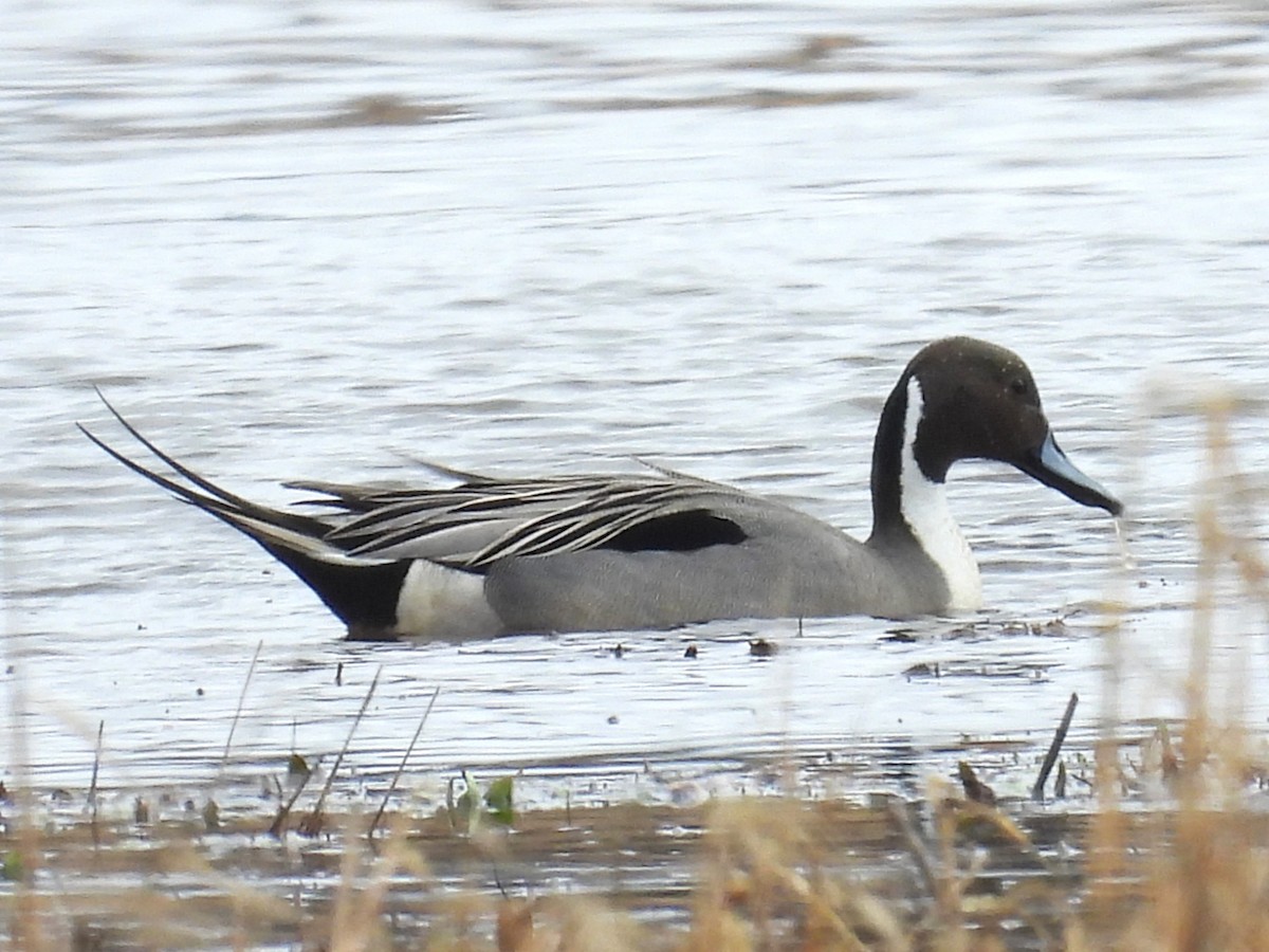 Northern Pintail - ML615762312