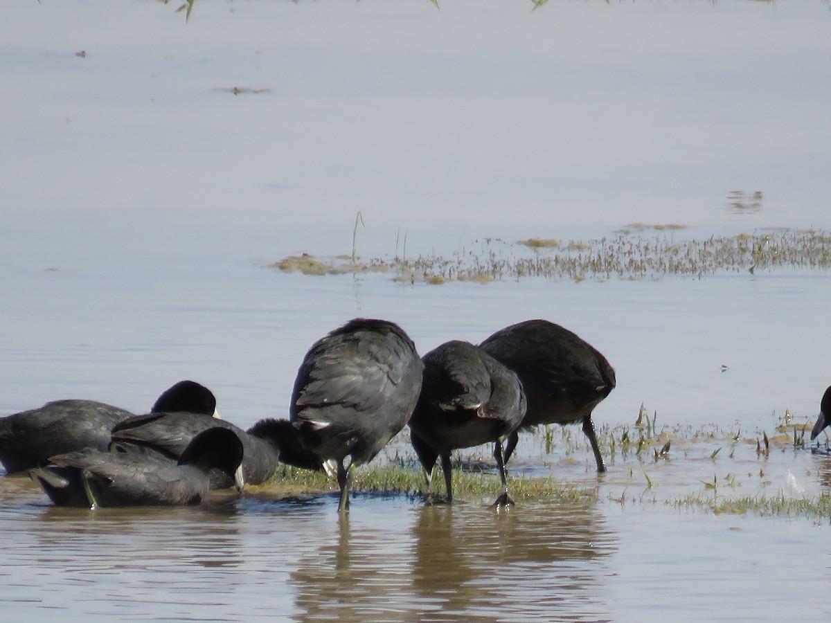 American Coot - Don Holcomb