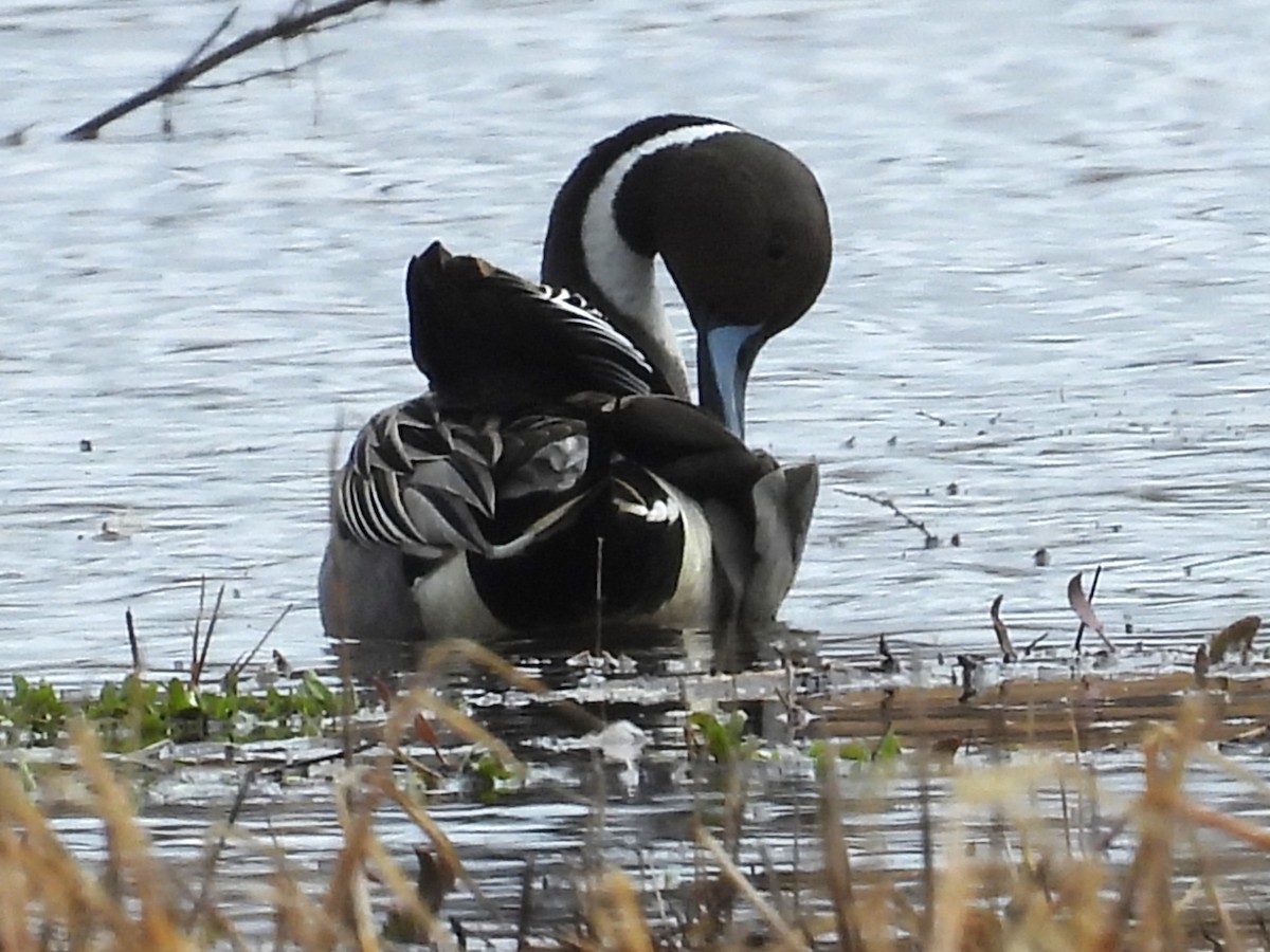 Northern Pintail - ML615762319