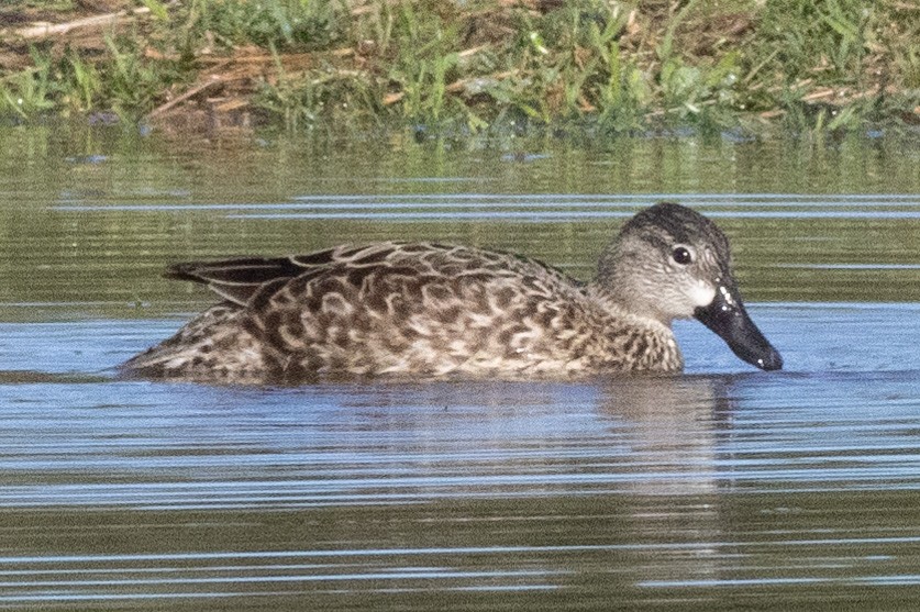 Blue-winged Teal - ML615762347