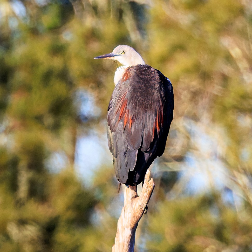 Pacific Heron - Ken Janson