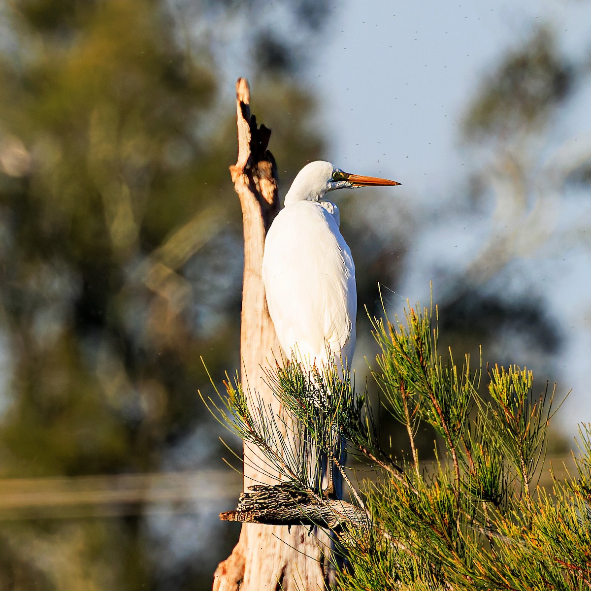 Great Egret - Ken Janson