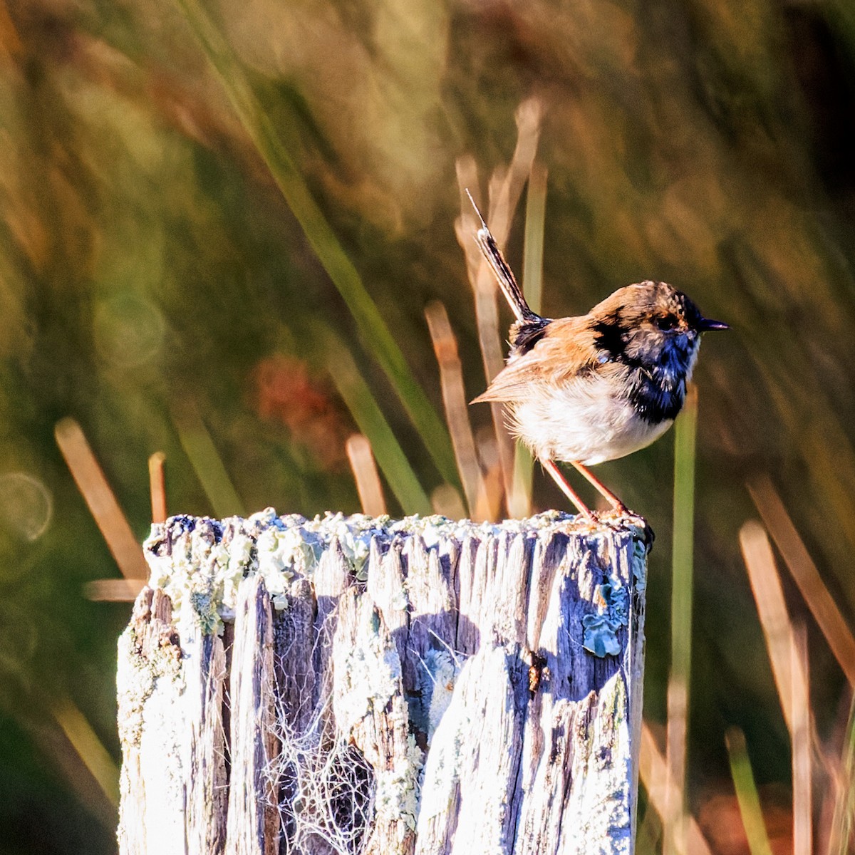 Superb Fairywren - Ken Janson