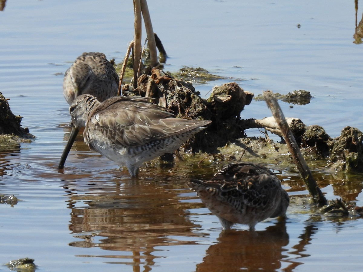 Long-billed Dowitcher - ML615762456