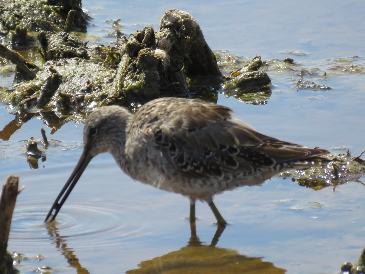 Long-billed Dowitcher - ML615762457
