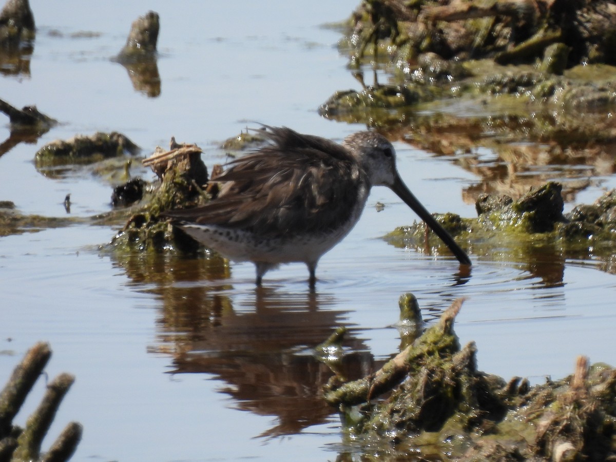 Long-billed Dowitcher - ML615762458