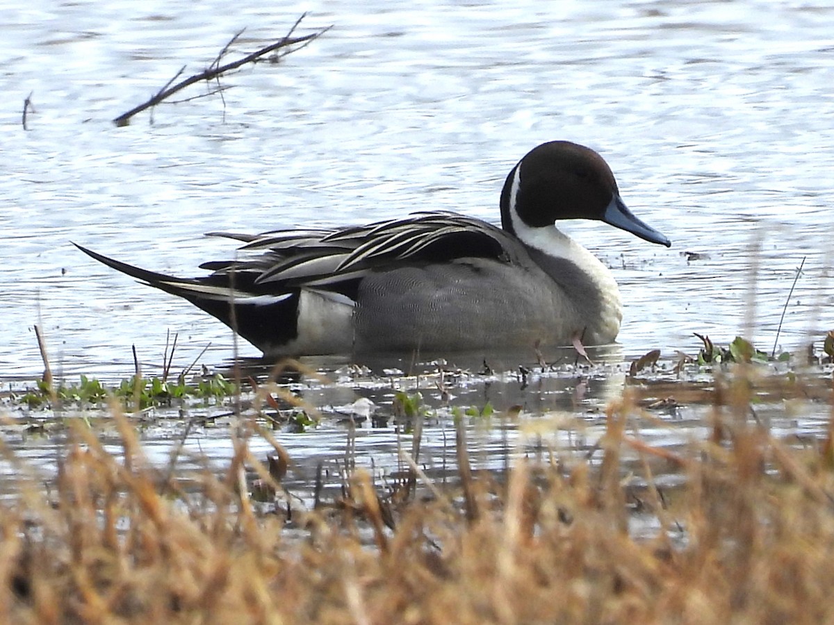 Northern Pintail - ML615762467