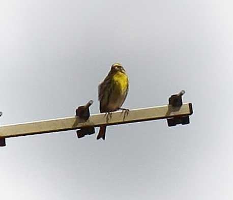 European Serin - ML615762470