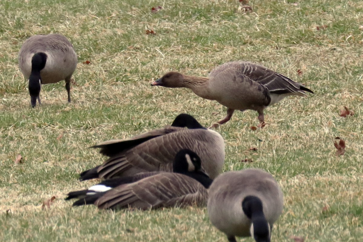 Pink-footed Goose - ML615762526