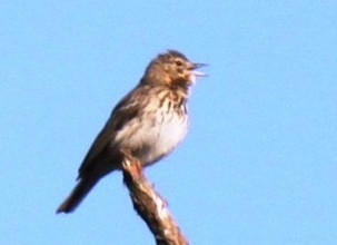 פפיון עצים - ML615762558