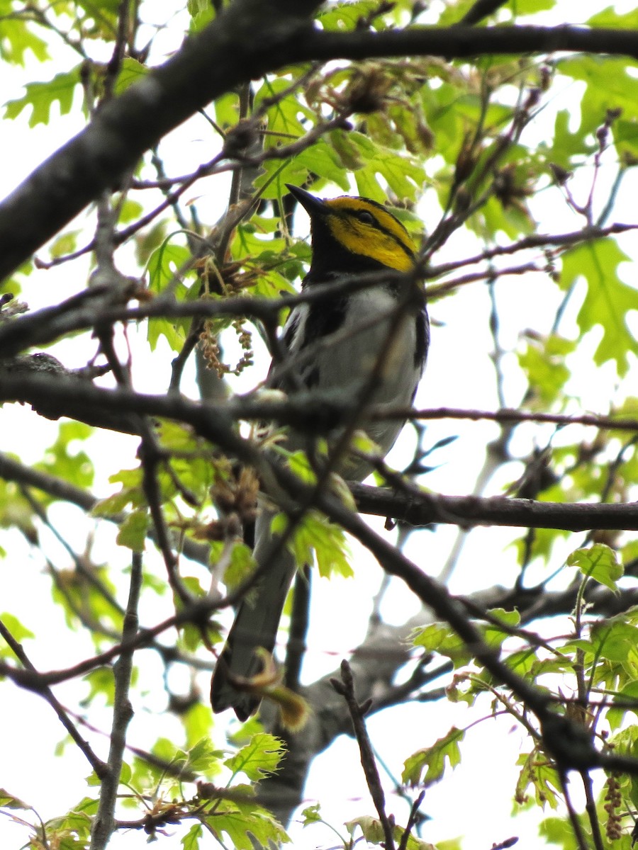 Golden-cheeked Warbler - ML615762668