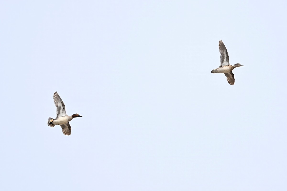 Ногоохон нугас - ML615762708