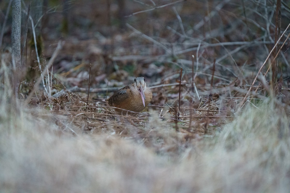 American Woodcock - ML615762826