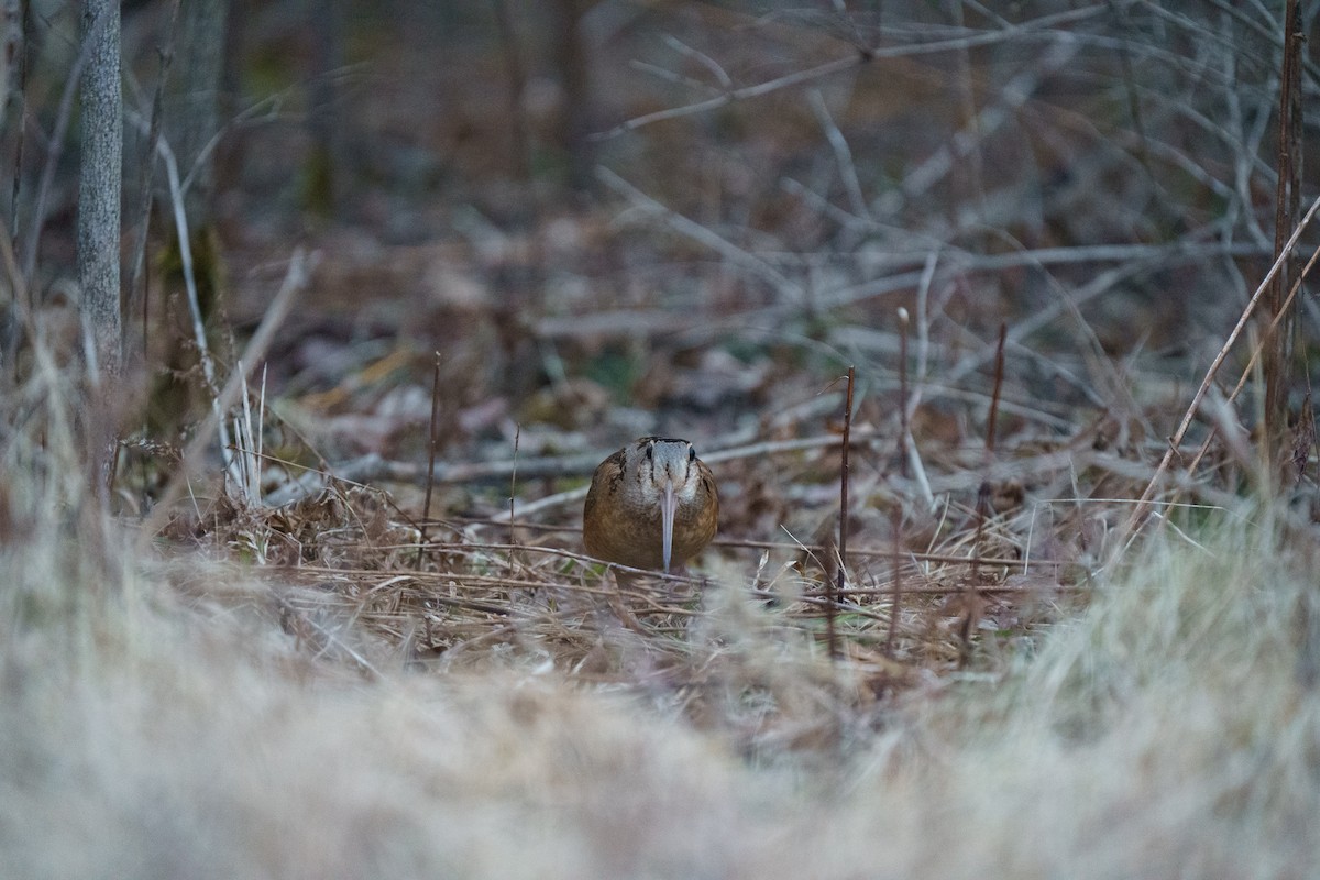 American Woodcock - ML615762829