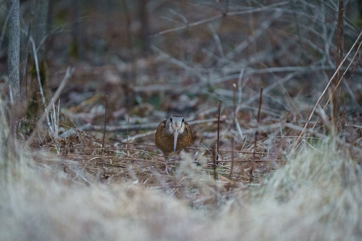 American Woodcock - ML615762830