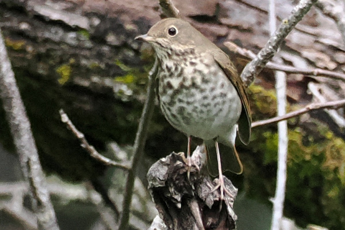 Hermit Thrush - Donna Pomeroy