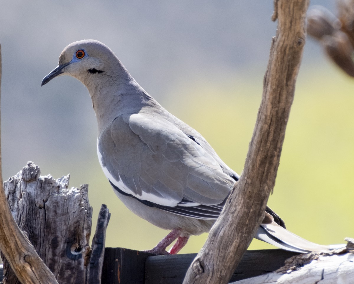 White-winged Dove - Frank Rink