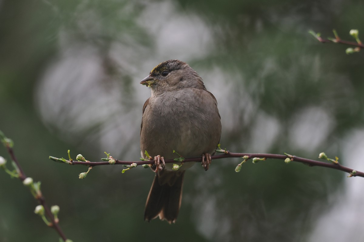 Golden-crowned Sparrow - Donna Pomeroy