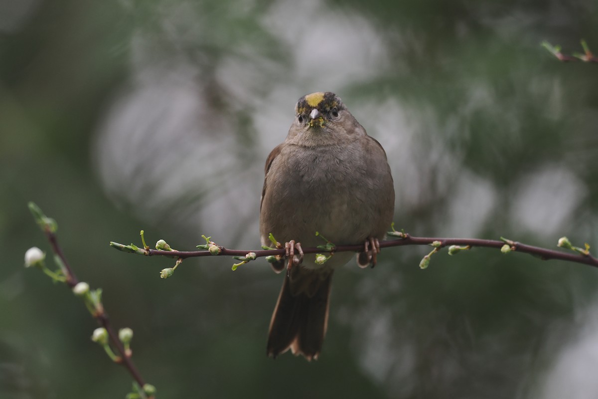 Golden-crowned Sparrow - Donna Pomeroy