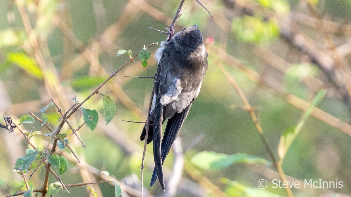 Germain's Swiftlet - ML615762889