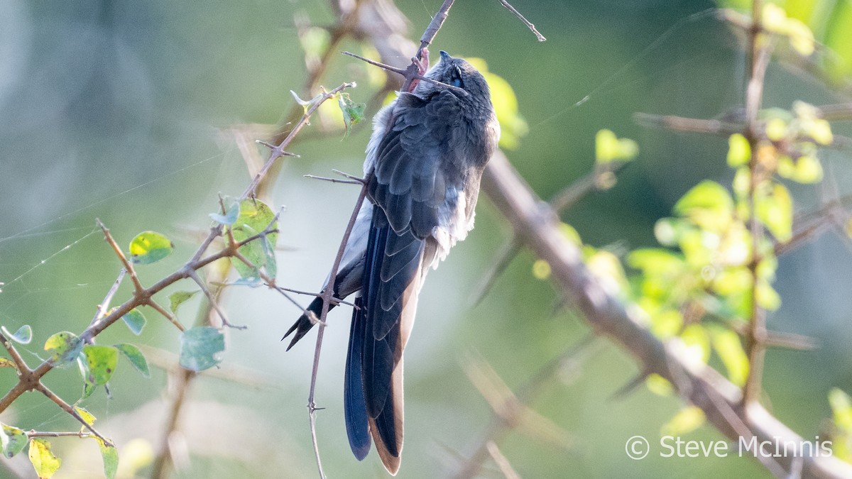 Germain's Swiftlet - ML615762890