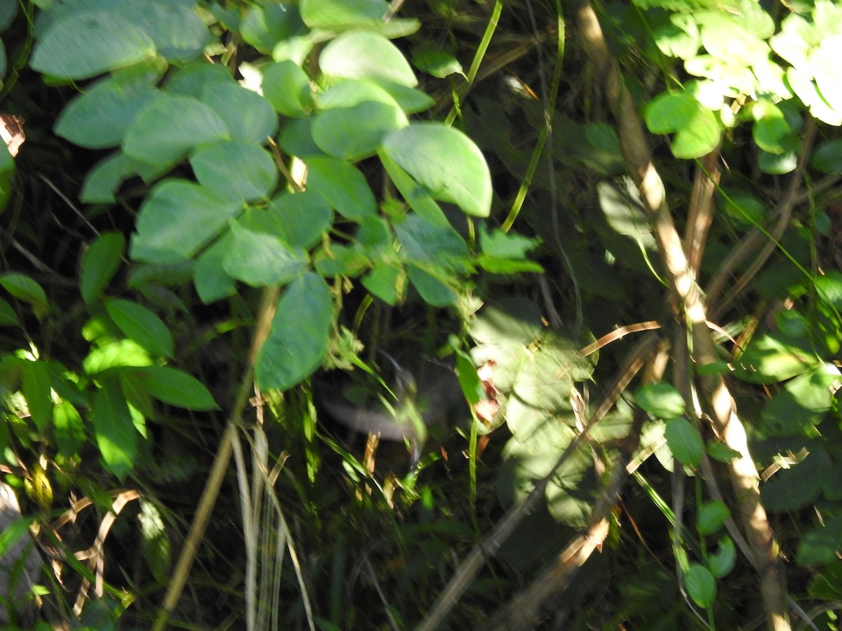 Бородатый колибри-отшельник - ML615762911