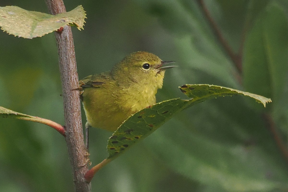 Orange-crowned Warbler - Donna Pomeroy