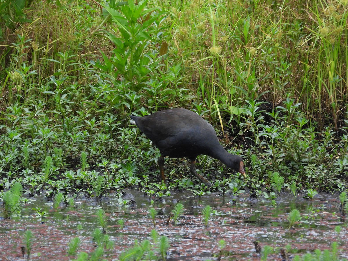 Dusky Moorhen - ML615762980