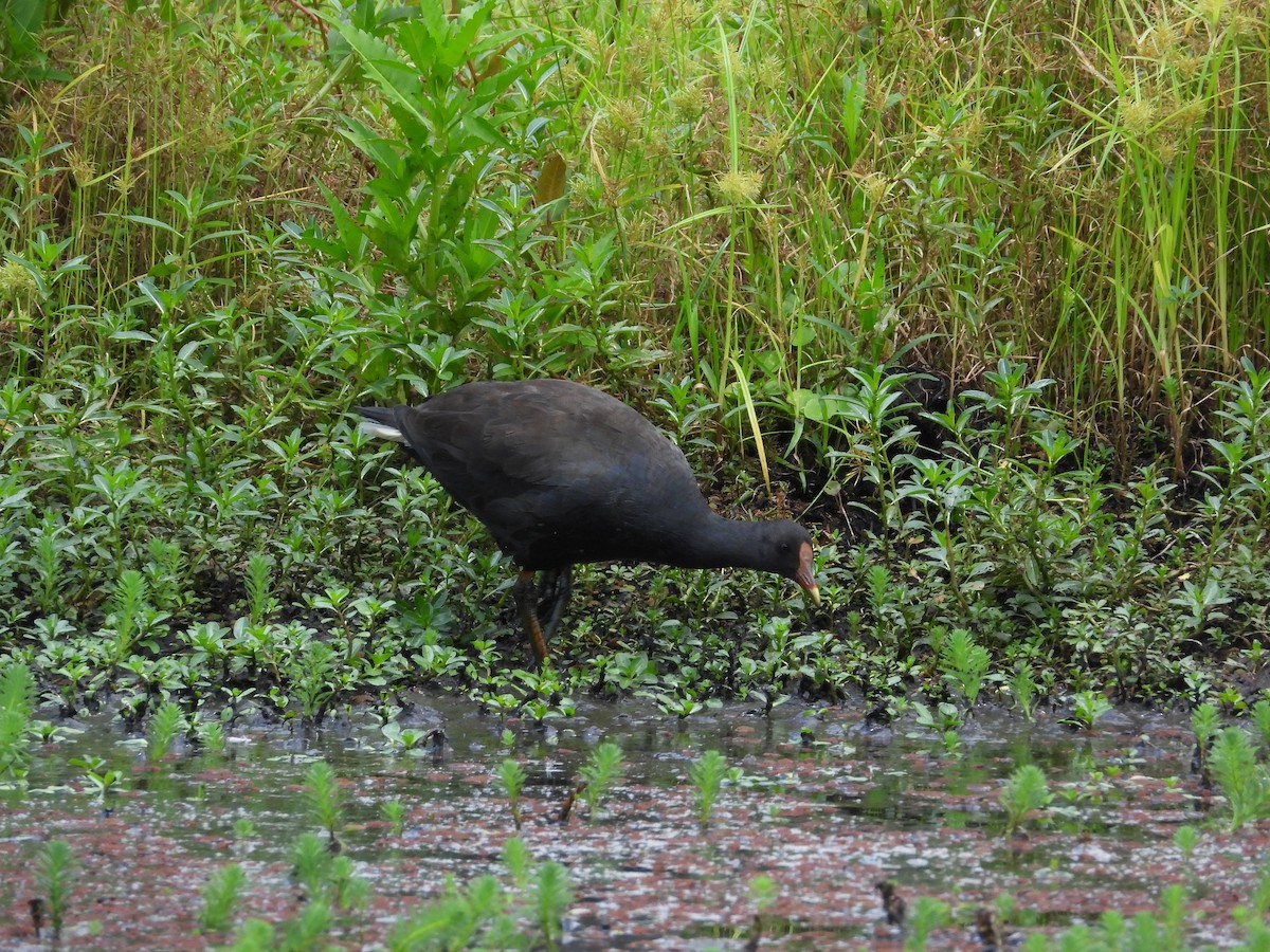 Dusky Moorhen - ML615762981