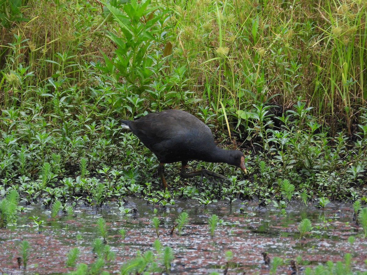 Dusky Moorhen - ML615762982