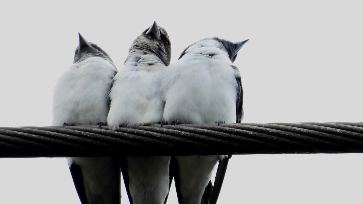 White-breasted Woodswallow - ML615763003