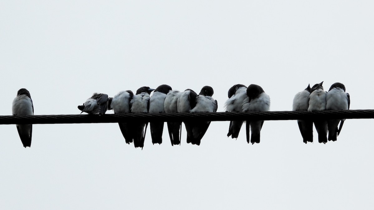 White-breasted Woodswallow - ML615763004